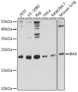 BAX Antibody, KO Validated