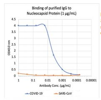 SARS-CoV-2 (COVID-19) Nucleocapsid Antibody [85B4]