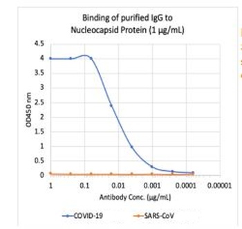 SARS-CoV-2 (COVID-19) Nucleocapsid Antibody [85C10]