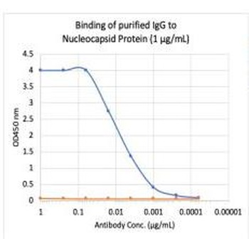 SARS-CoV-2 (COVID-19) Nucleocapsid Antibody [84C4a]