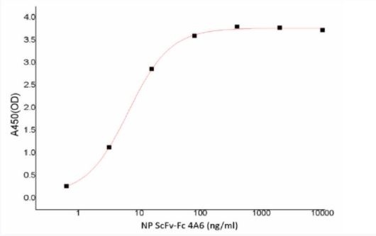 Recombinant SARS-CoV-2 (COVID-19) Nucleocapsid ScFv-Fc Antibody [4A6]