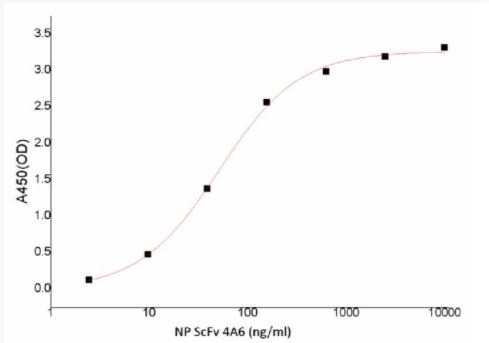 Recombinant SARS-CoV-2 (COVID-19) Nucleocapsid ScFv Antibody [4A6]