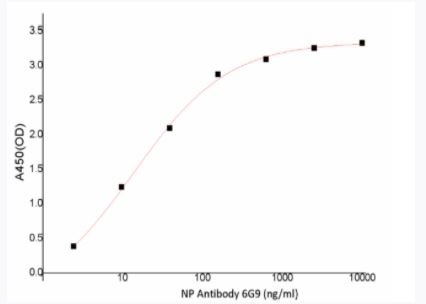 Recombinant SARS-CoV-2 (COVID-19) Nucleocapsid Antibody [6G9]