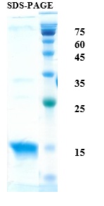 Interleukin 4 Recombinant Protein