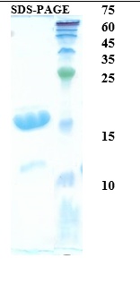Interferon (IFN) gamma Recombinant Protein