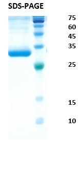 SARS-CoV-2 (Covid-19) spike receptor binding domain Recombinant Protein