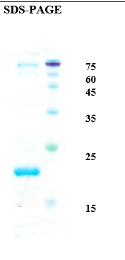 Dog dander allergen Can f 1 Recombinant Protein