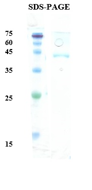 HTLV-1 Envelope gp43/gp21 Recombinant Protein
