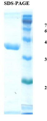Helicobacter pylori (H. pylori) CagA Recombinant Protein