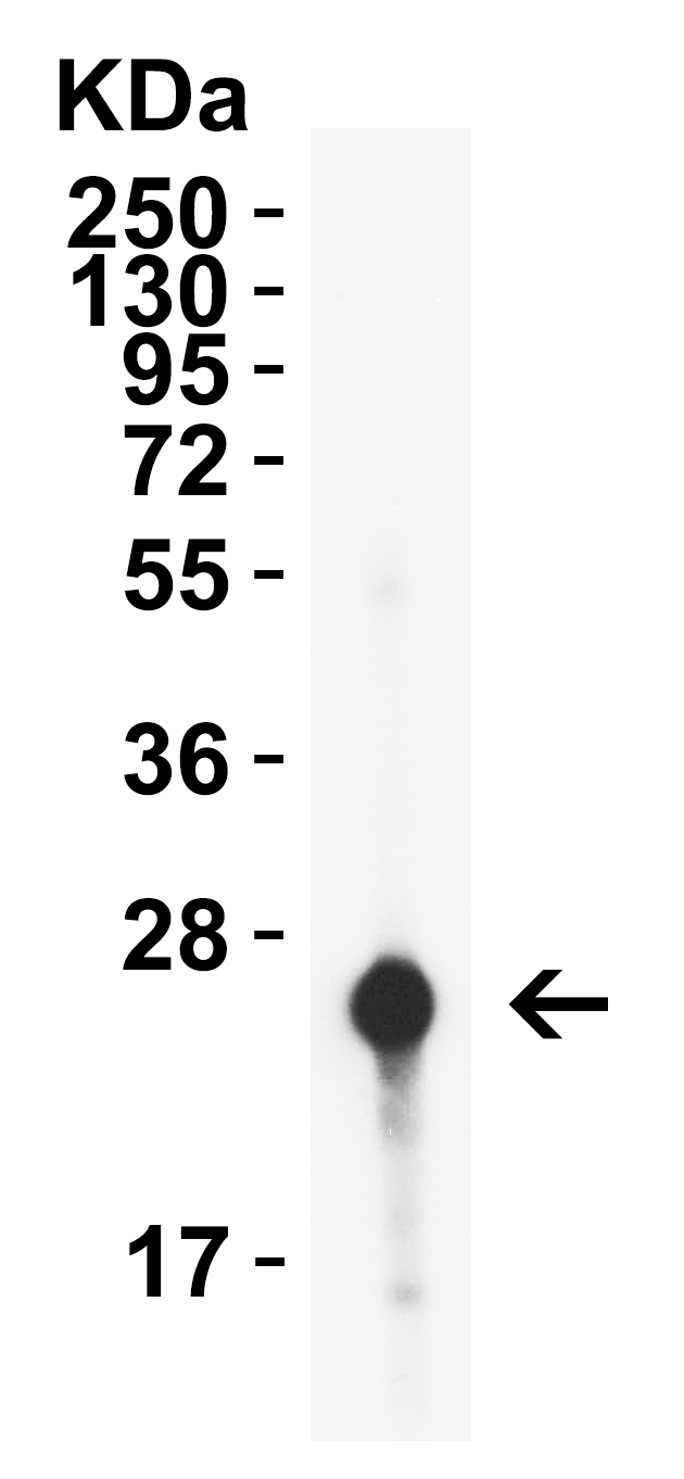 HIV-1 p24 Antibody [10A2] (HRP)