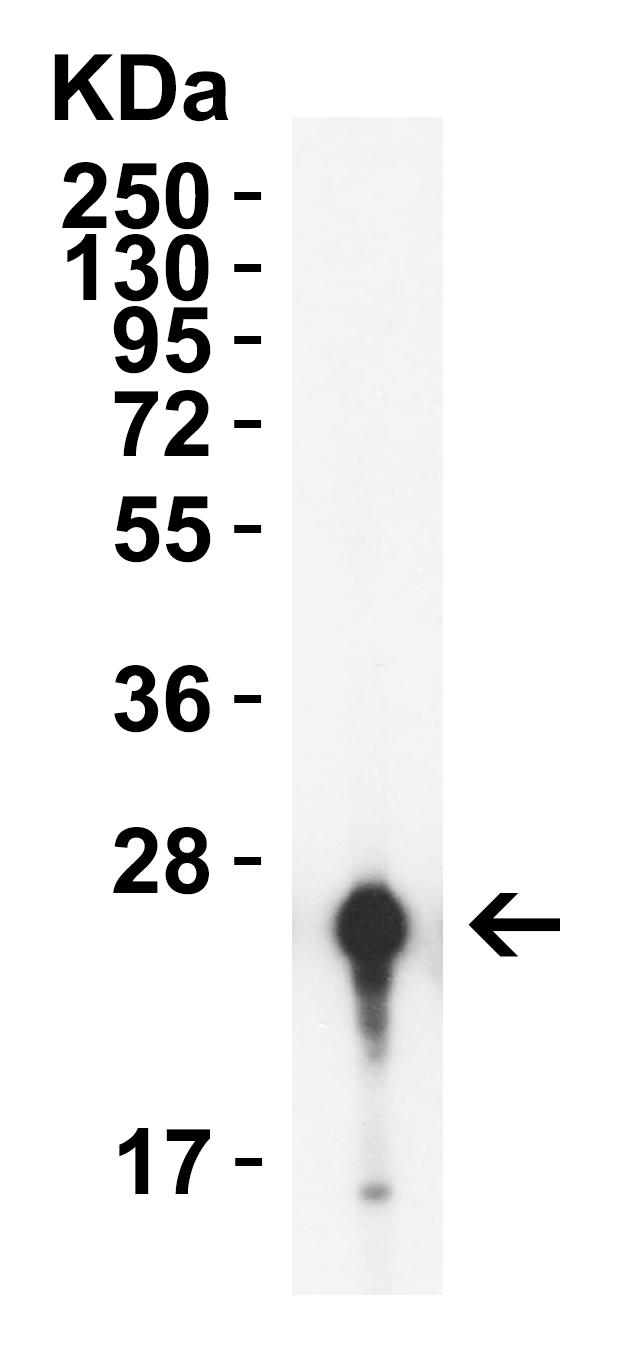 GAG Antibody (HRP)