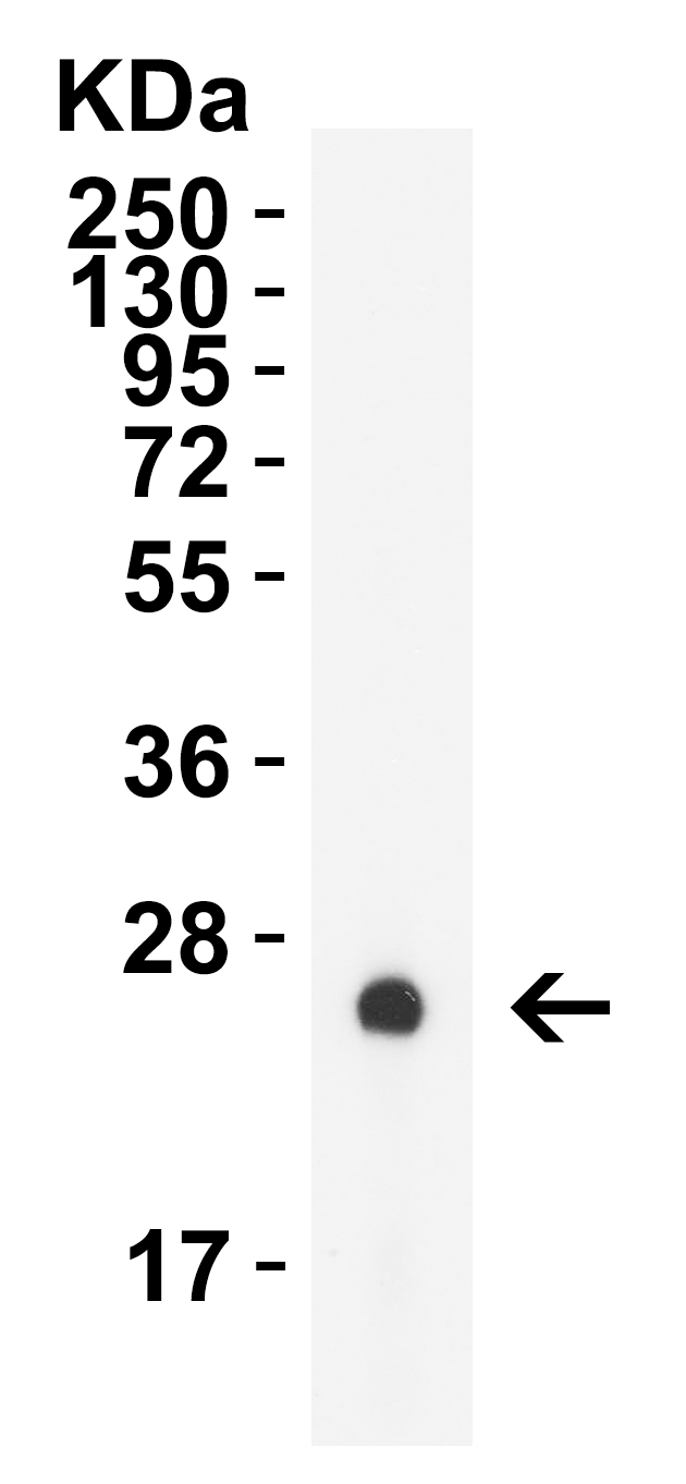 GAG Antibody (HRP)