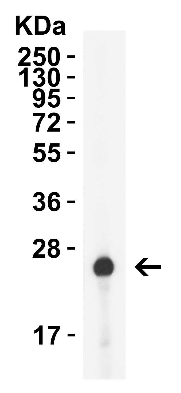 HIV-1 p24 Antibody [2C2C12] (biotin)