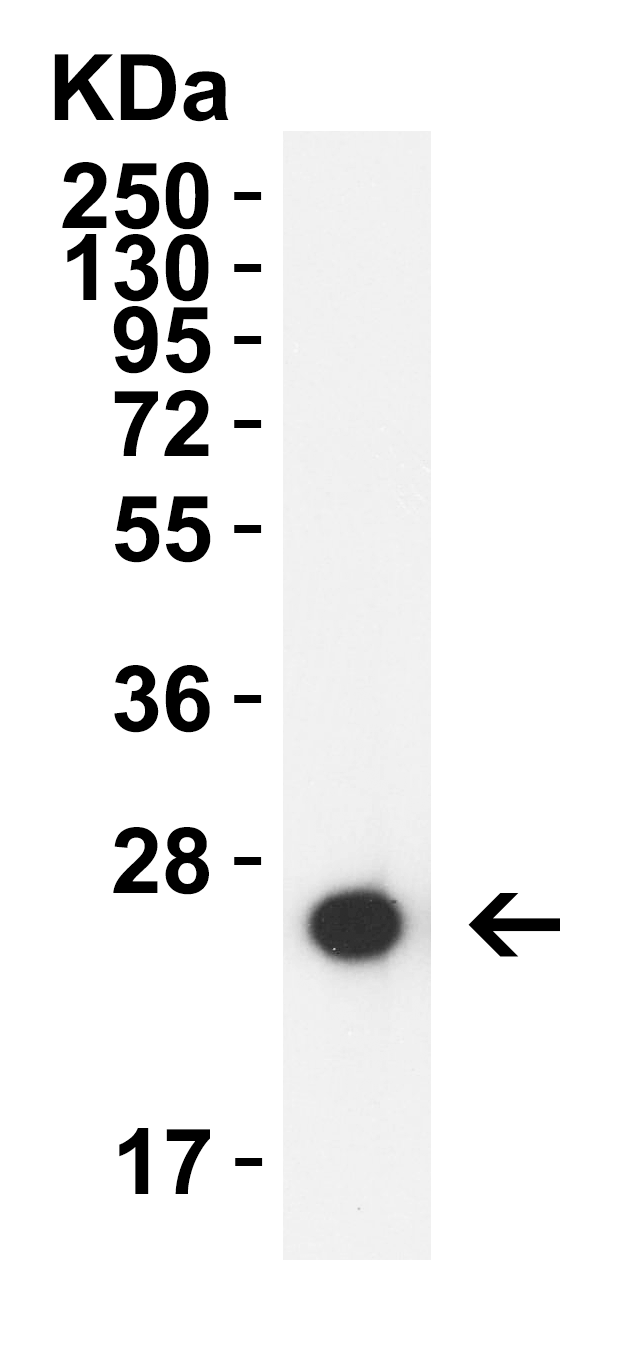 GAG Antibody (HRP)