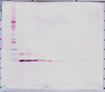 MIP-5 (CCL15) Antibody