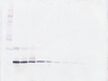 Csf2 Antibody (Biotin)