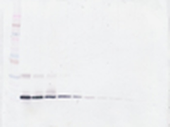 GM-CSF Antibody (biotin)