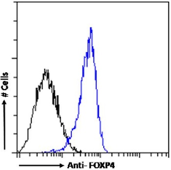 FOXP4 Antibody