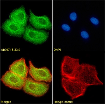 KMT5C Antibody