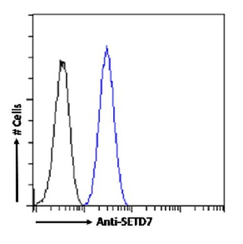 SETD7 Antibody