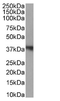 WDR5 Antibody [RAB-C223], Rabbit IgG