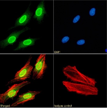 H3K27me3 Antibody [BT164], Rabbit IgG