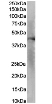 CXCR1 Antibody