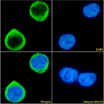 CCR5 Antibody