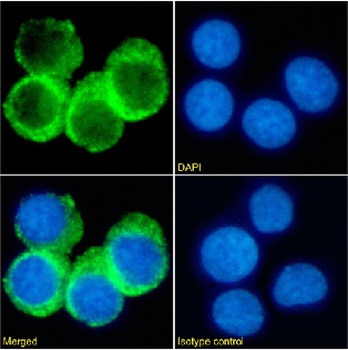 CD74 Antibody [LN-2], Rabbit IgG