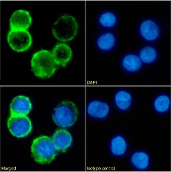 CD53 Antibody [161-2 (53/2)], Rabbit IgG