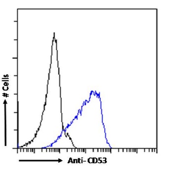 CD53 Antibody