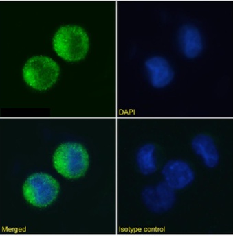 Fc epsilon R Antibody [IB10], Rabbit IgG
