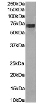 Cd226 Antibody