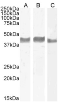 TIGIT Antibody [1B4], Rabbit IgG