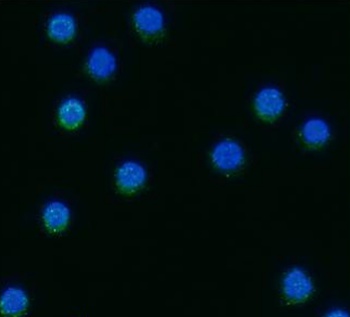 Tim-4 Antibody [5G3], Rabbit IgG