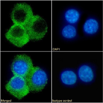 CD70 Antibody [TAN1-6], Rabbit IgG