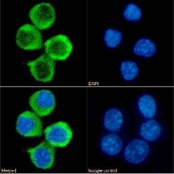 4-1BBL Antibody [AT113-2], Rabbit IgG
