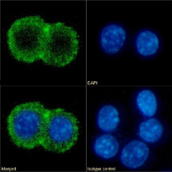 Cd86 Antibody