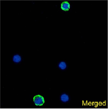 DCIR Antibody [9E8], Rabbit IgG