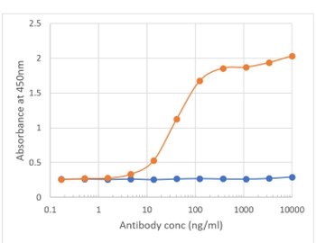 Cd276 Antibody