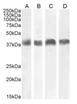 Pdpn Biosimilar Antibody