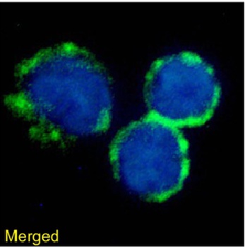 CD40L Antibody [AT161-10], Rabbit IgG