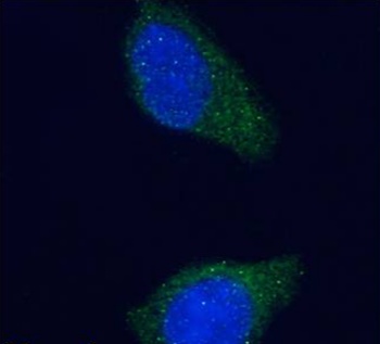 tau Antibody [Tau-5], Mouse IgG1