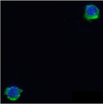 Integrin beta-7 Antibody [FIB504], Rabbit IgG