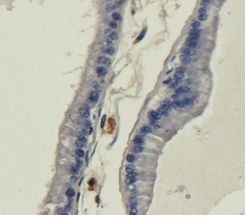 Galanin Antibody [4B3], Mouse IgG1