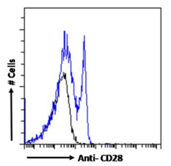 CD28 Antibody [1C6], Mouse IgG1