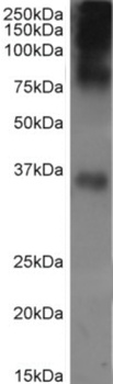 RHO Antibody