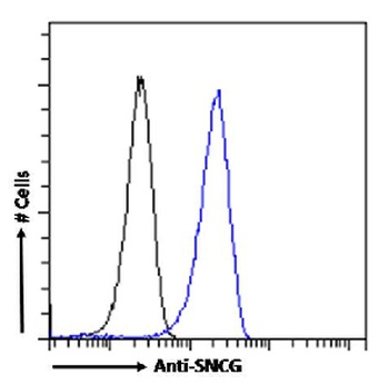 SNCG Antibody