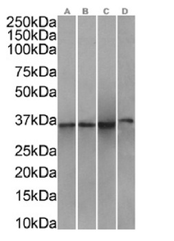 ANXA1 Antibody [SAIC-13B-19], Rabbit IgG