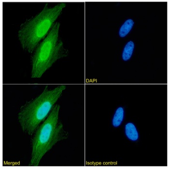 XPNPEP1 Antibody